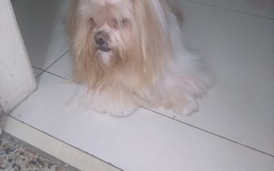 Foto do anúncio