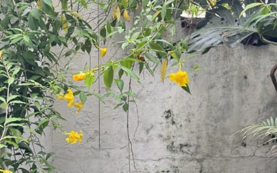 Foto do anúncio