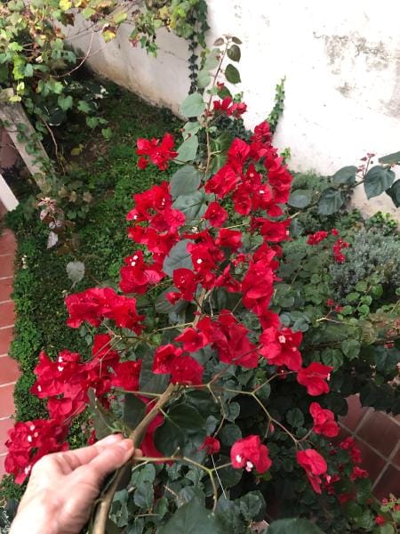 Imagem 16 da galeria do anúncio: Casa no Juvevê