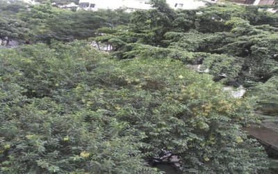 Foto do anúncio