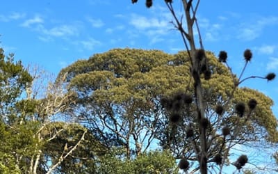 Foto do anúncio