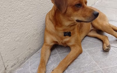 Foto do anúncio