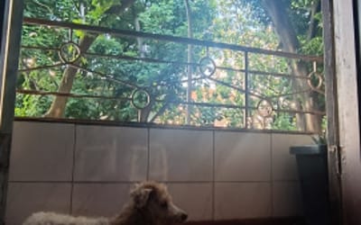 Foto do anúncio
