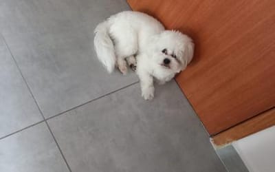 Foto do anúncio