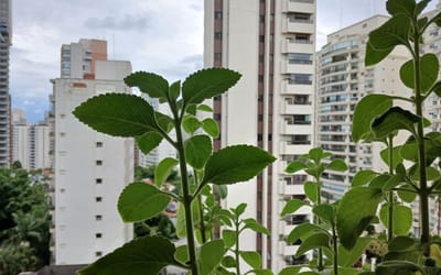 Foto do anúncio