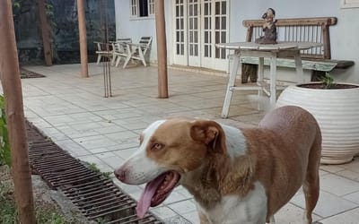 Foto do anúncio