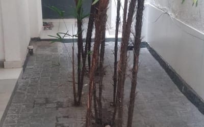 Foto do anúncio