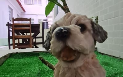 Foto do anúncio